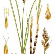 Turzyca piaskowa
