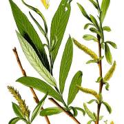 Wierzba biała (w. srebrna, w. pospolita)