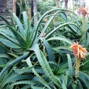 Aloes drzewiasty