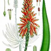 Aloes drzewiasty