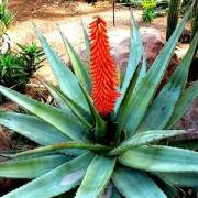 Aloes uzbrojony