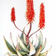 Aloes uzbrojony