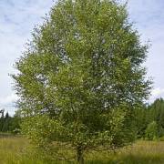 Brzoza (biała) omszona