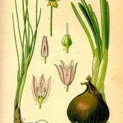 Cebula (Cebula zwyczajna, Czosnek cebula)