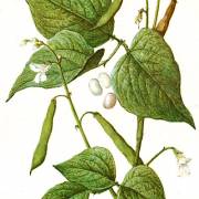 Fasola zwykła, (Fasola zwyczajna)
