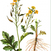 Gorczyca biała (Gorczyca jasna)