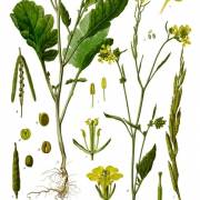 Gorczyca czarna (Kapusta czarna, Kapusta gorczyca )