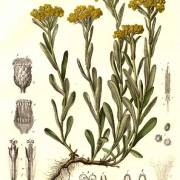 Kocanki piaskowe (Kocanka piaskowa, K. żółta)