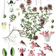 Macierzanka piaskowa