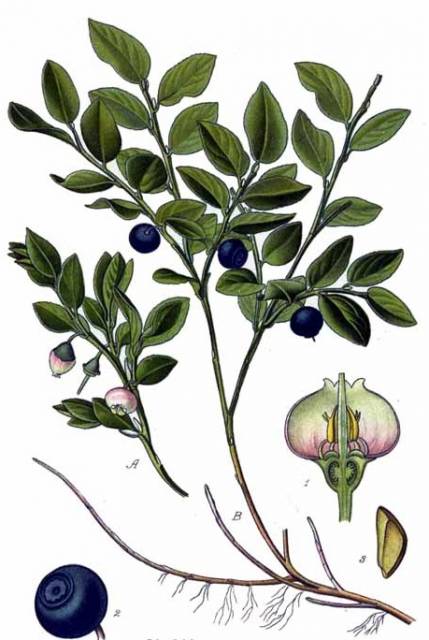 Borówka czarna, (Borówka czernica, Jagoda, Czarna jagoda, Czernica, Czernina, Afina, Afyny, Borowina, Borownik, Borówczak, Borówka zwyczajna,  Borzyk,  Ciemna jagoda)