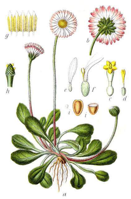 Stokrotka pospolita (S. łąkowa, S. trwała)