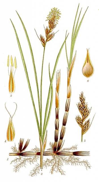 Turzyca piaskowa