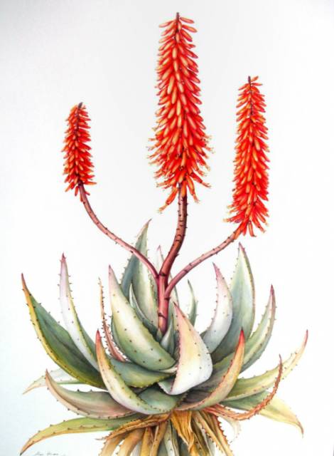 Aloes uzbrojony
