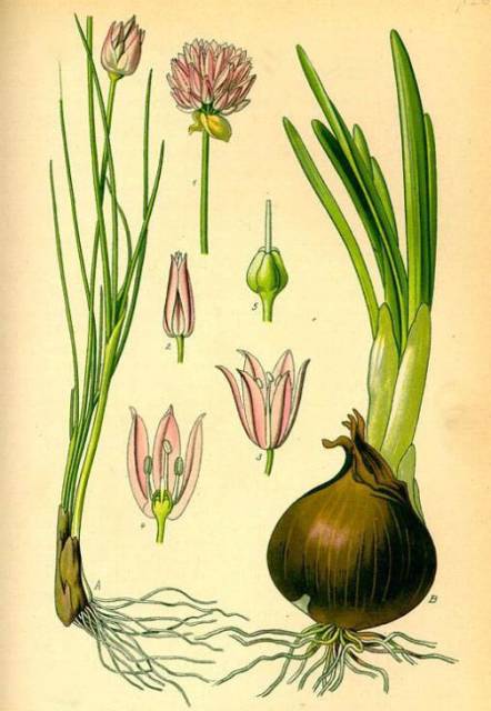Cebula (Cebula zwyczajna, Czosnek cebula)