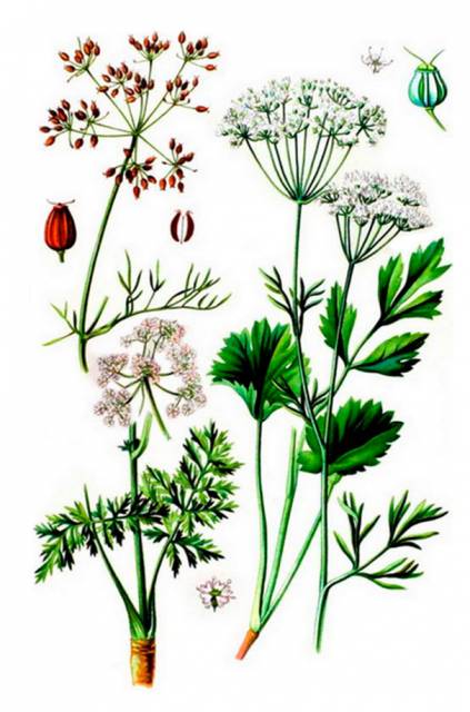 Biedrzeniec anyż (Anyż, Anyżek)