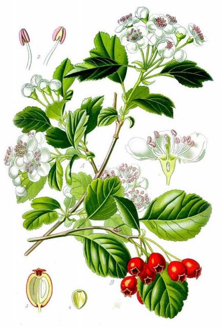 Głóg dwuszyjkowy