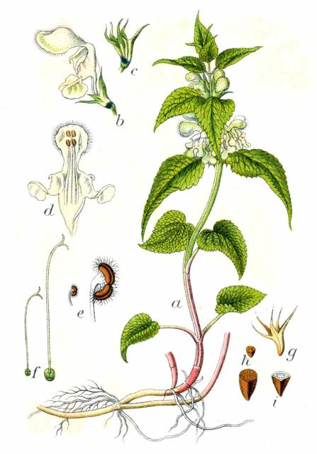 Jasnota biała (Biała pokrzywa)