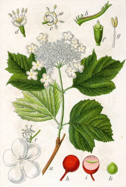 Kalina koralowa