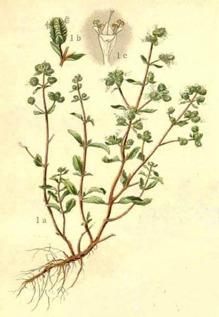 Lebiodka majeranek (Majeranek ogrodowy)