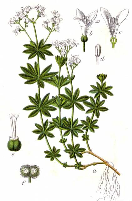 Przytulia wonna (Marzanka wonna)