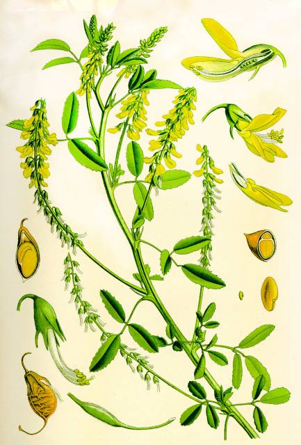 Nostrzyk żółty (Nostrzyk lekarski)