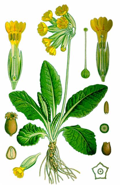 Pierwiosnek lekarski (Pierwiosnka lekarska)