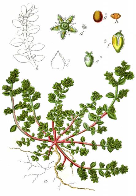 Połonicznik nagi