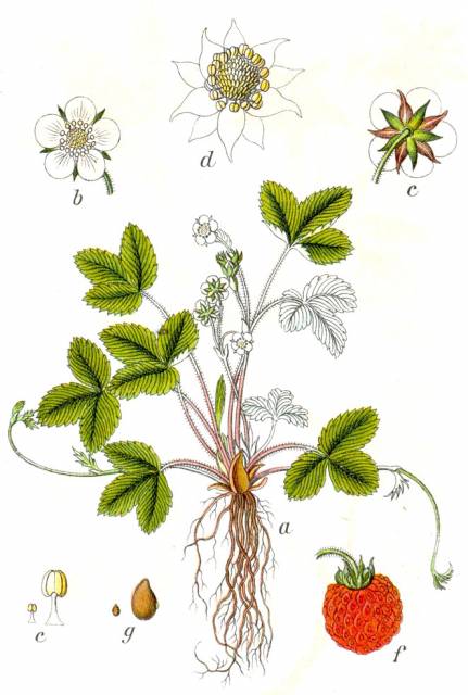 Poziomka pospolita
