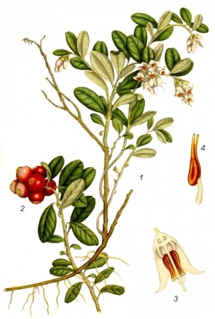 Borówka brusznica (Borówka czerwona)